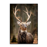 Stunning Red Deer Portrait Wildlife Painting