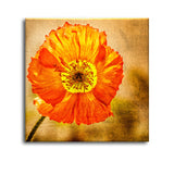 Exotic Blooms Unique Flower Paintings