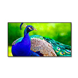 Beautiful Peacock Big Panoramic Canvas Wall Painting