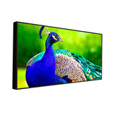 Beautiful Peacock Big Panoramic Canvas Wall Painting