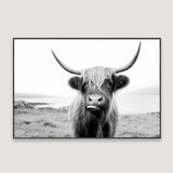 Scottish Highland cattle Framed Wall art