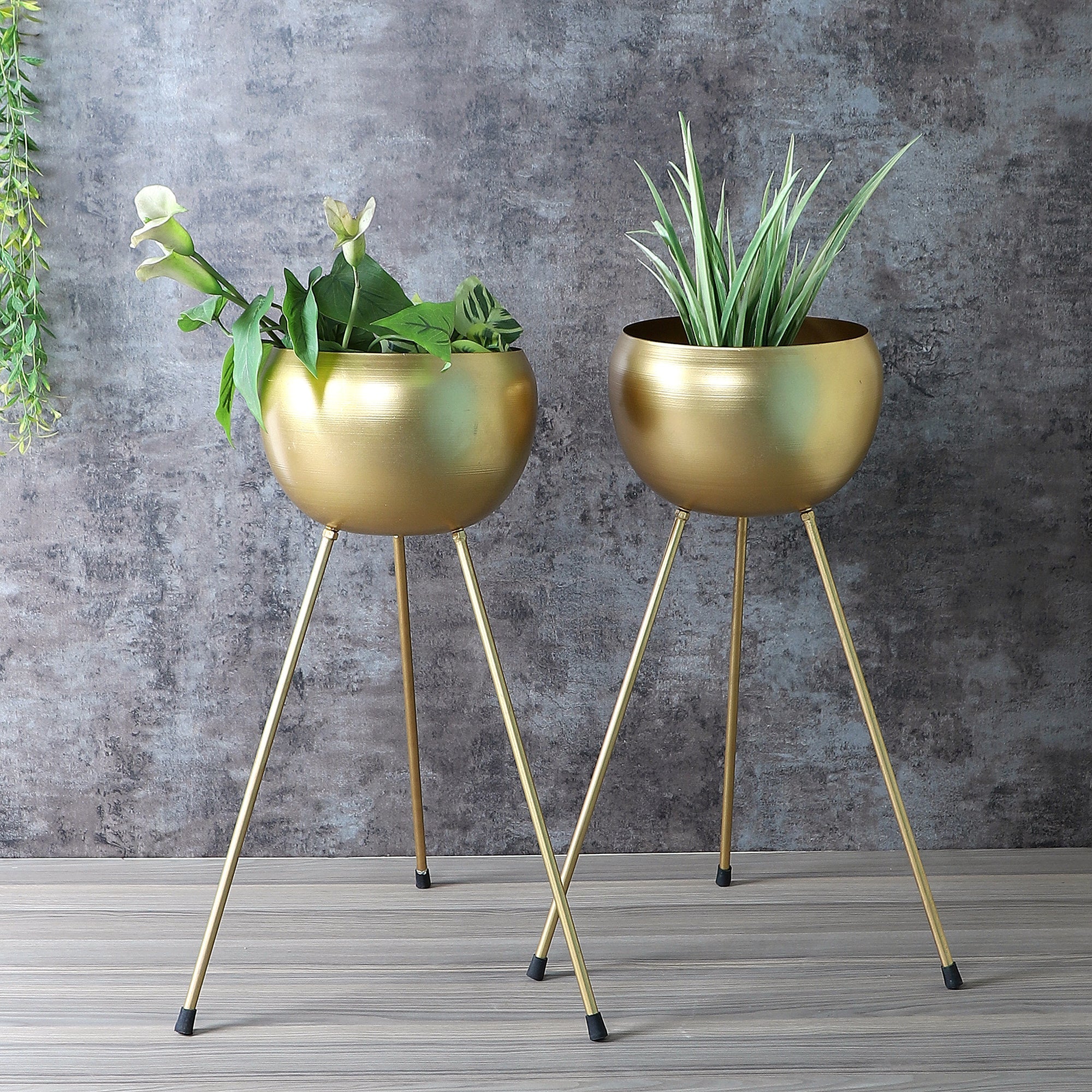 brown plants Carex buchananii 'Red Rooster' main image 0
